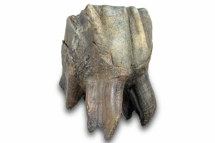 Fossil Woolly Rhino (Coelodonta) Tooth - Siberia #257866